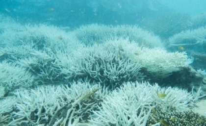 White coral underwater. 